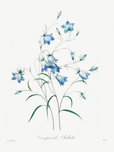 Blue Bloom Botanicals (Set of 4)