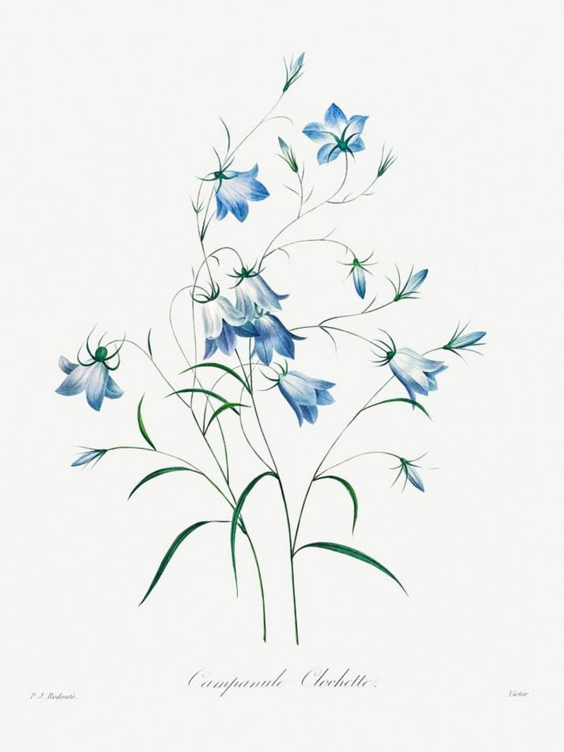 Blue Bloom Botanicals (Set of 4)