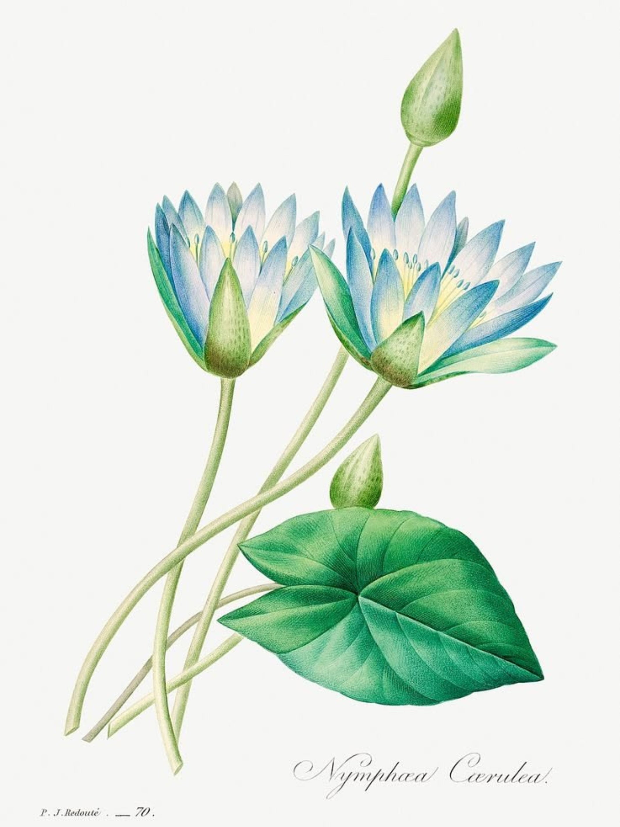 Blue Bloom Botanicals (Set of 4)