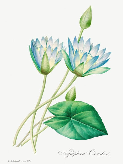 Blue Bloom Botanicals (Set of 4)