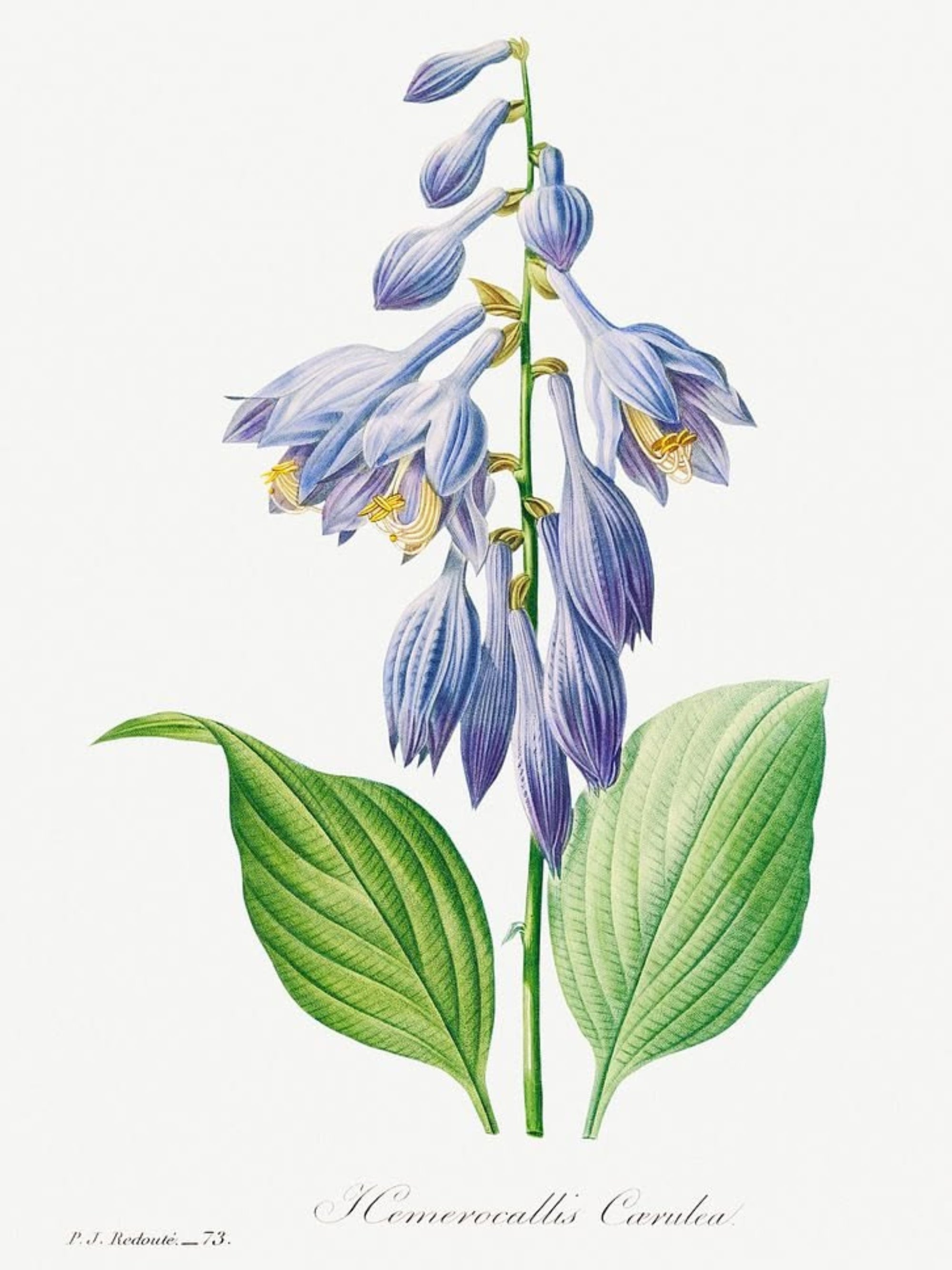 Blue Bloom Botanicals (Set of 4)