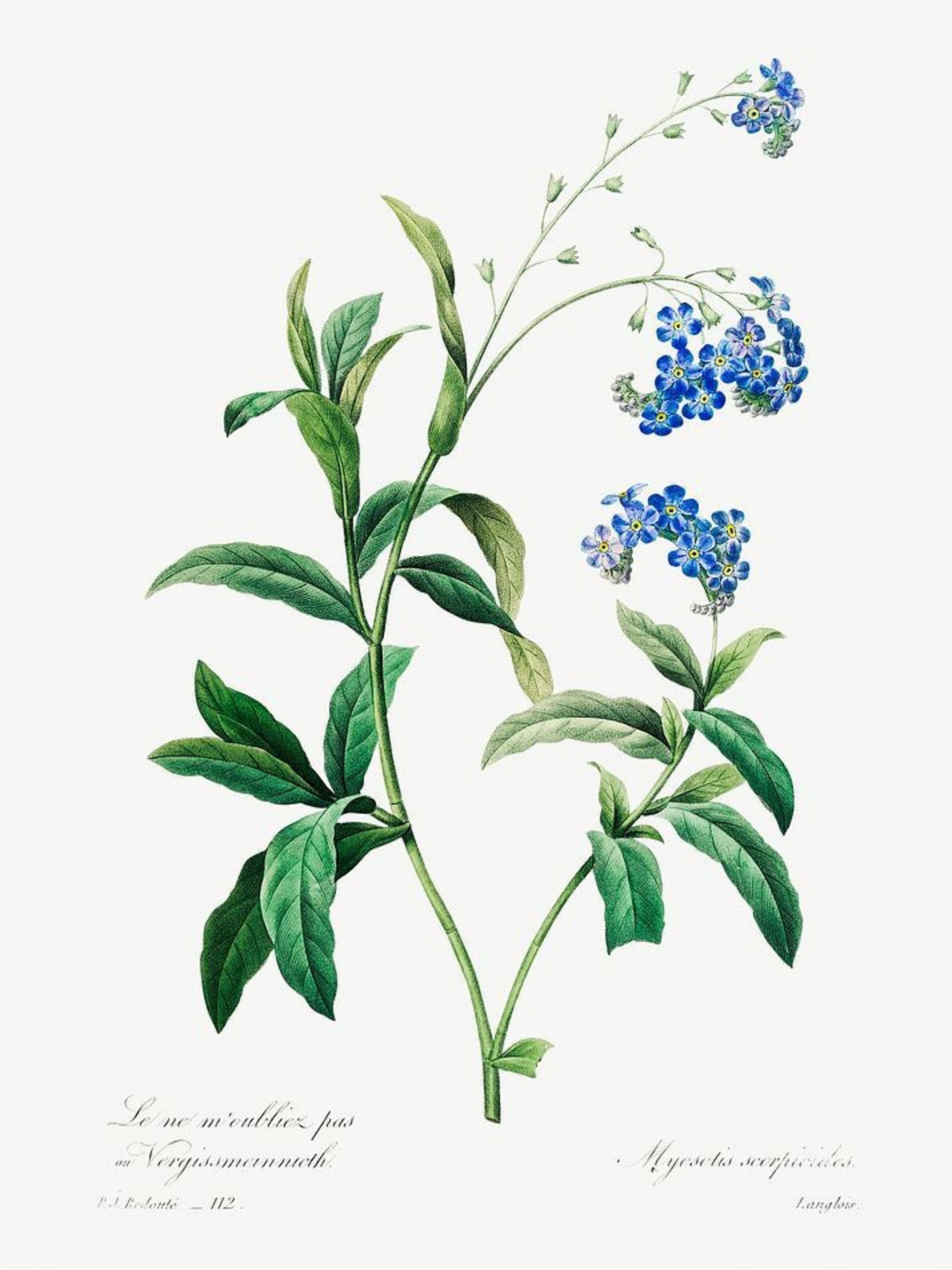 Blue Bloom Botanicals (Set of 4)