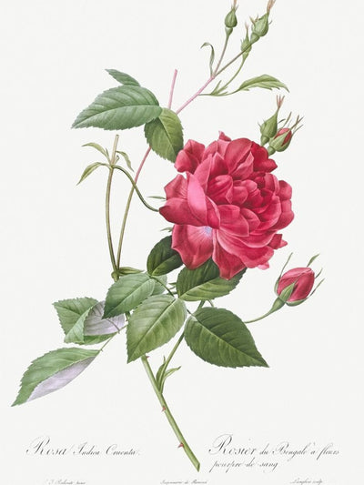 Rosa Indica Floral Digital Wall Art Print