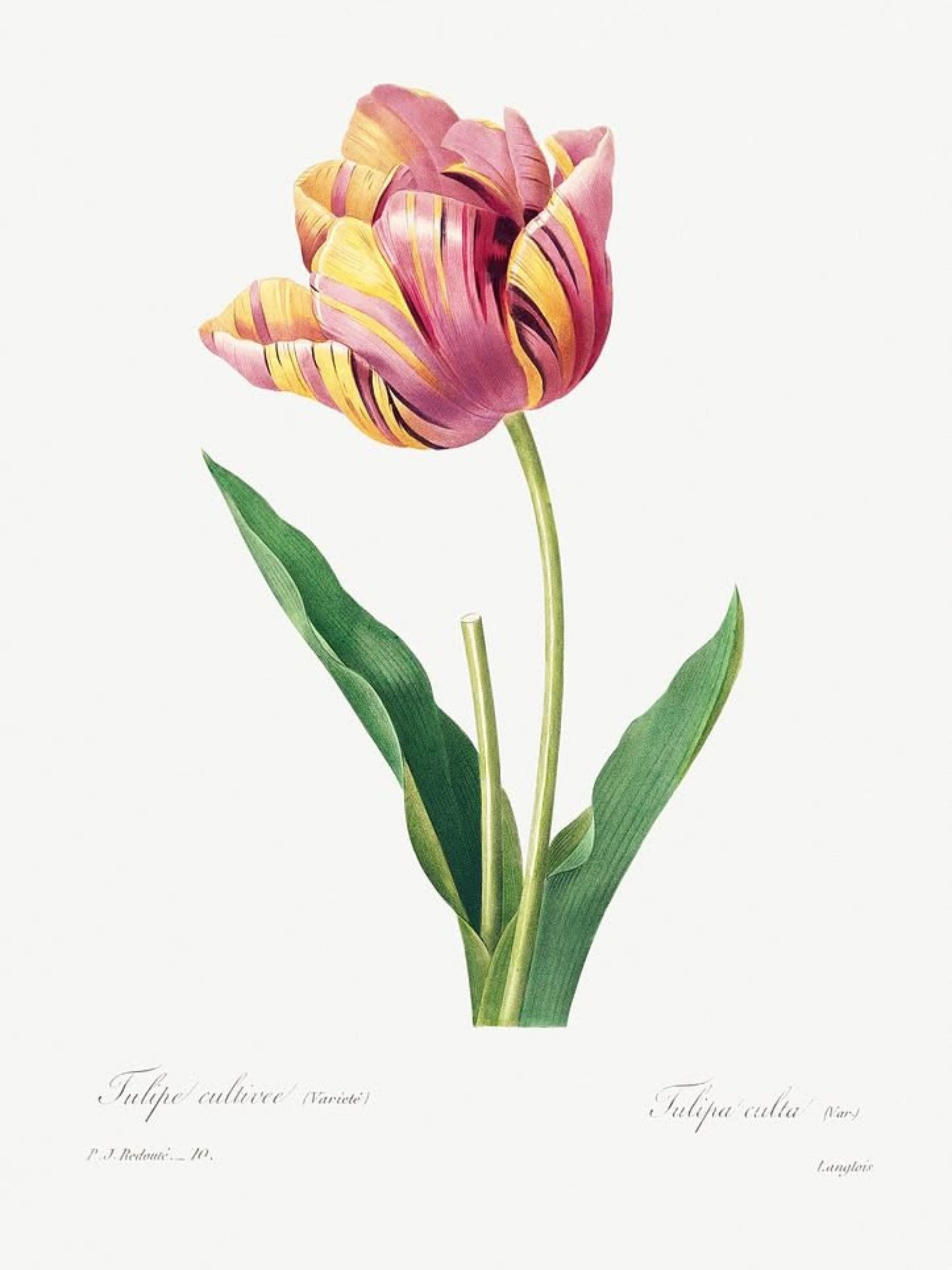 Tulip Floral Wall Art Elegant Botanical Decor