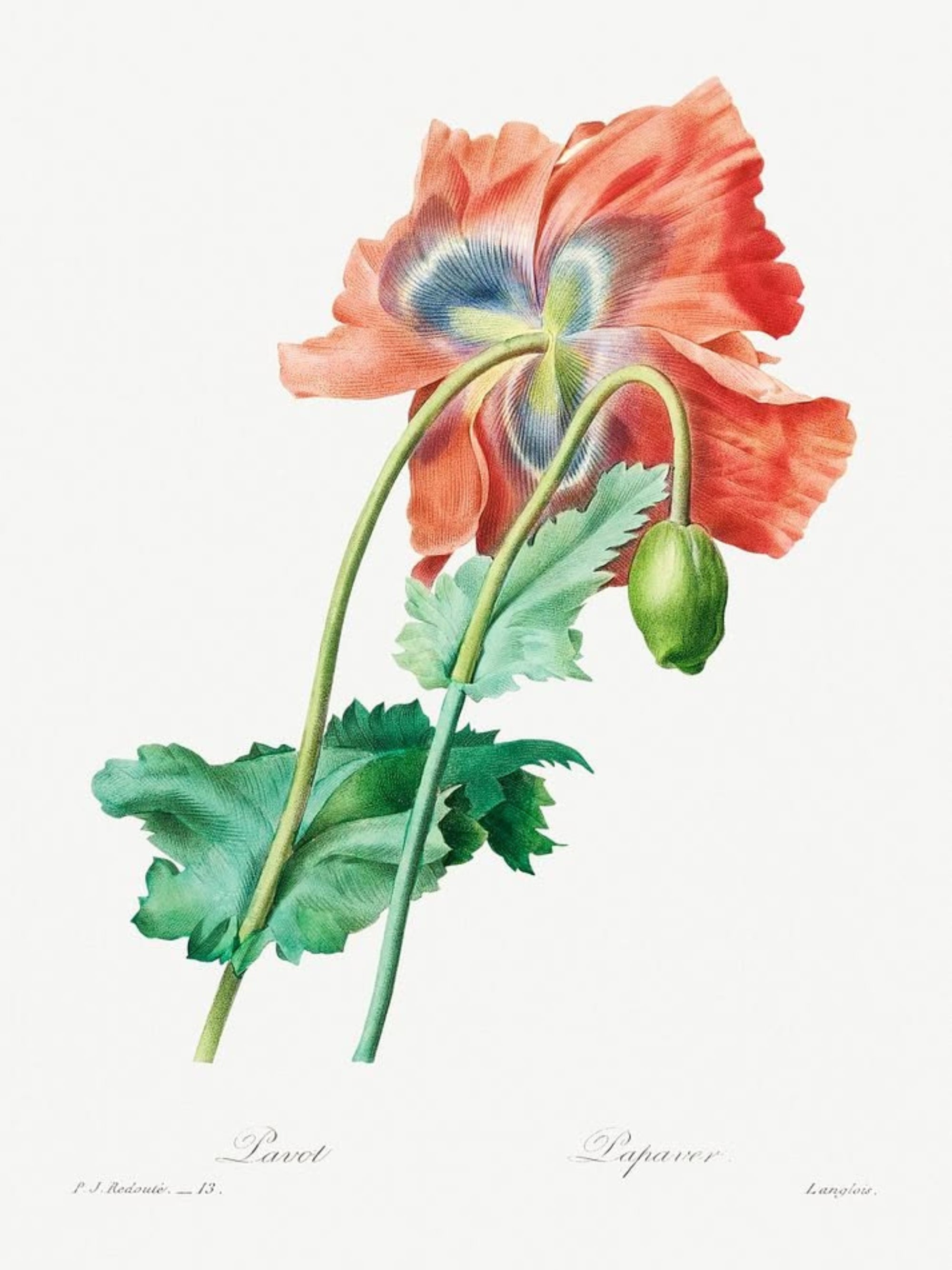 Poppy Floral Wall Digital Art Print