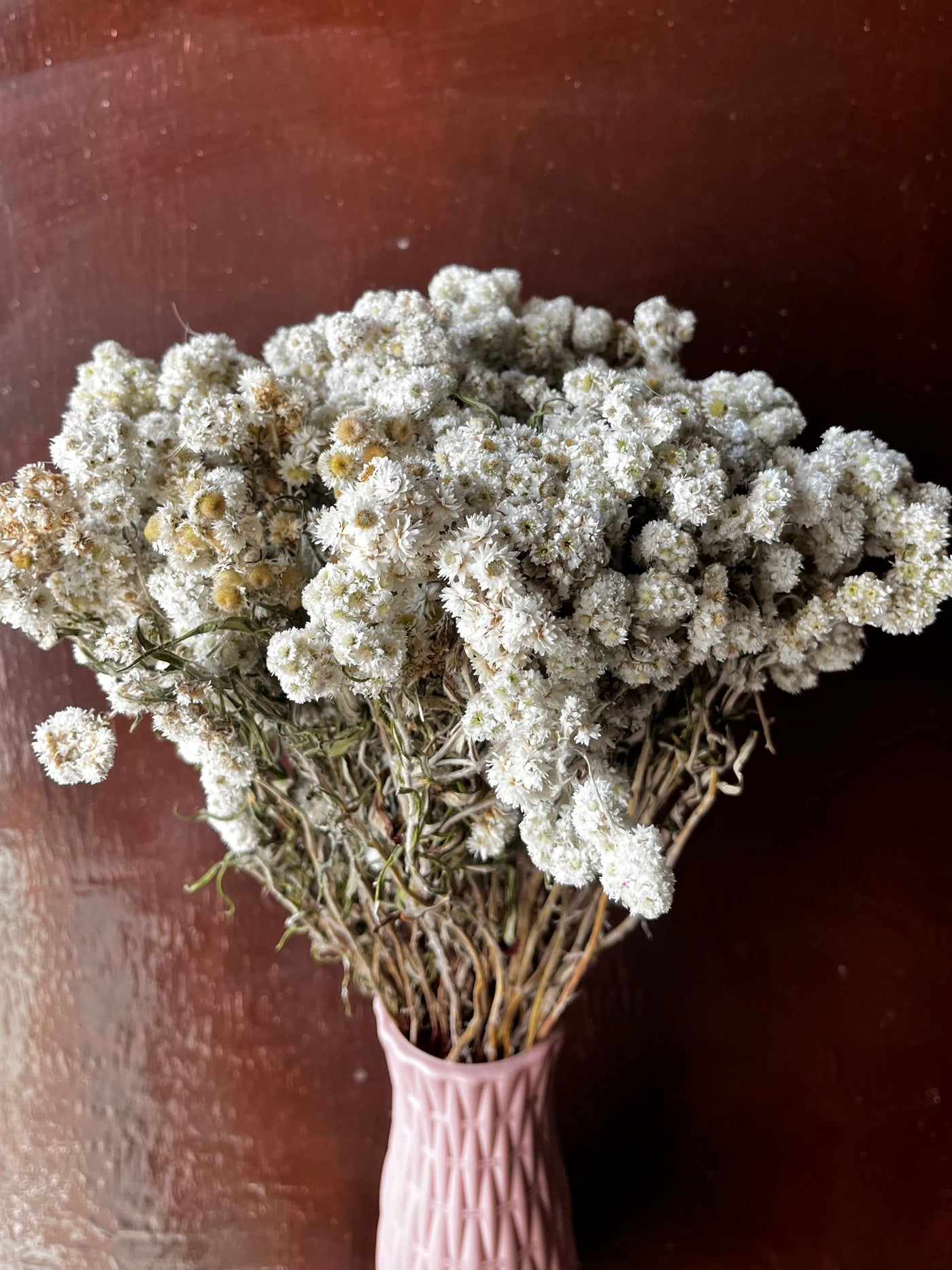 Real Dried Daisy Flowers