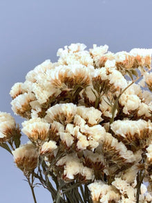 Dried Flower - Statice