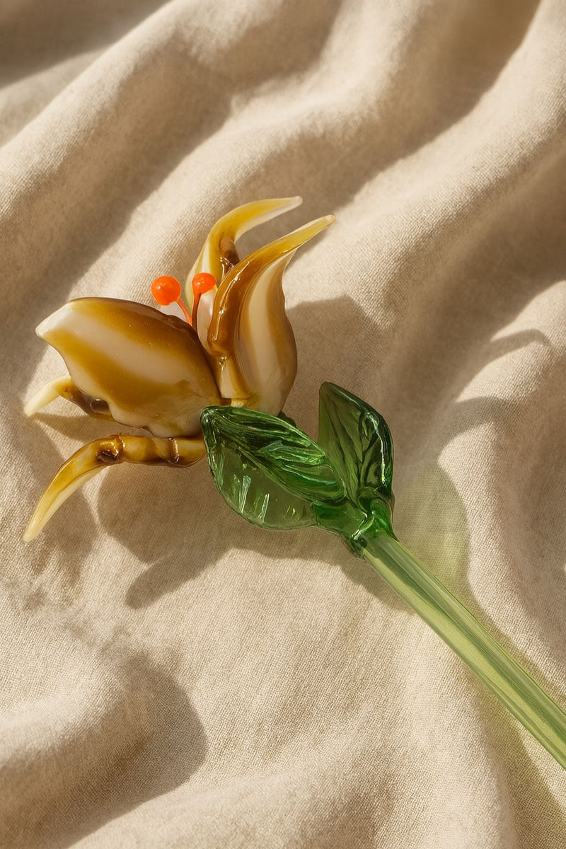 Amber Dawn Lily