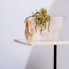 Semi Precious Planter - White