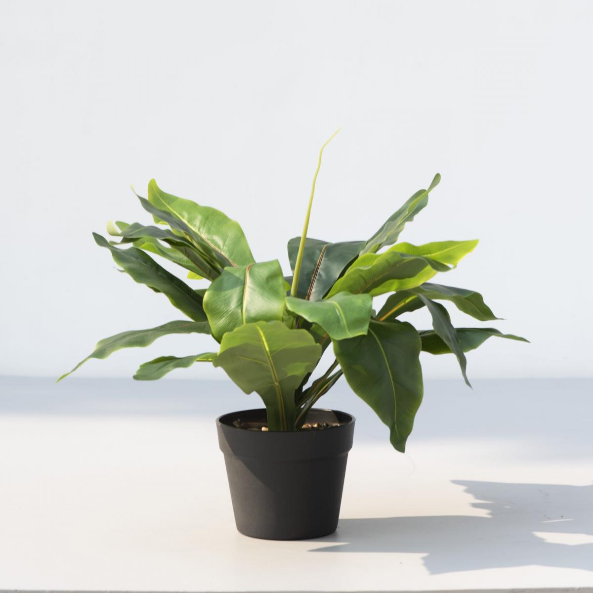 Wide Leaf Birds Nest Fern Artificial Plant
