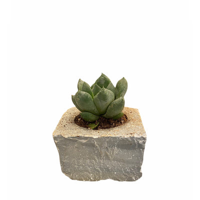 Limestone Planter - Grey