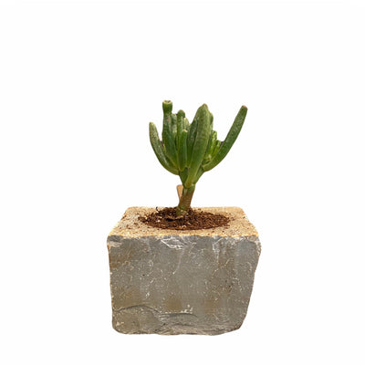 Limestone Planter - Grey