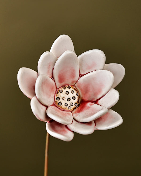 Rainflower Single flower stem - blushing pink