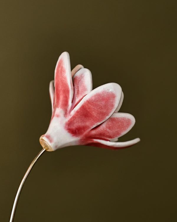 Rainflower Single flower stem - blushing pink