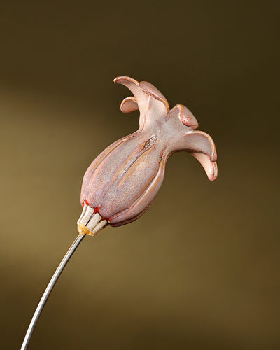 Flowering Pod Tall -single - Blush