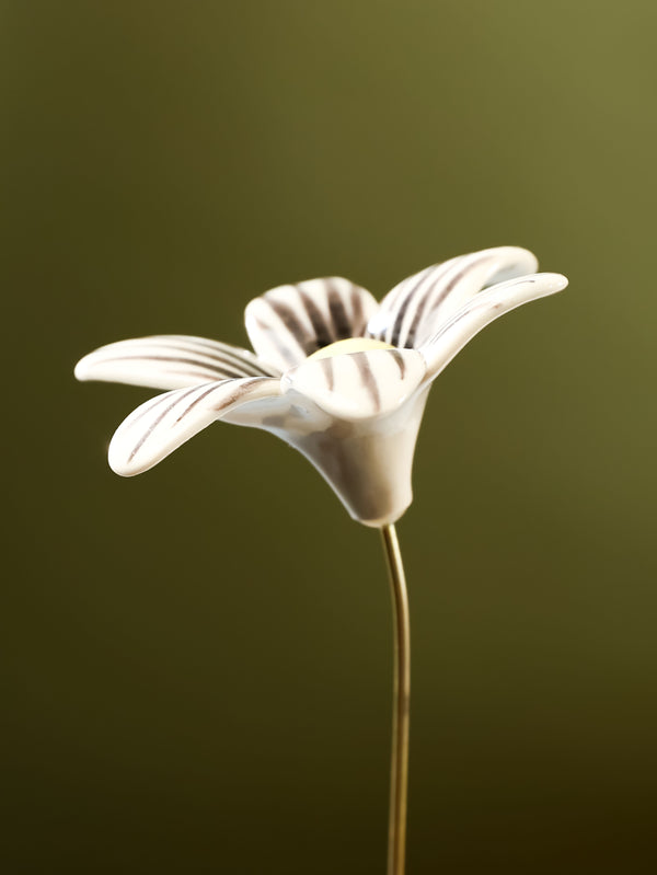 Single Stem Brushed Daisy - Black