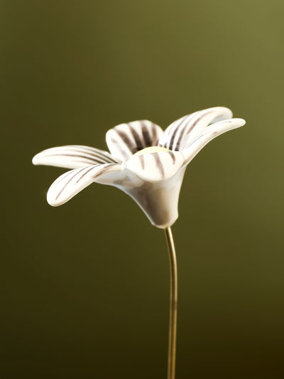 Single Stem Brushed Daisy - Black