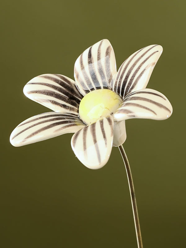 Single Stem Brushed Daisy - Black