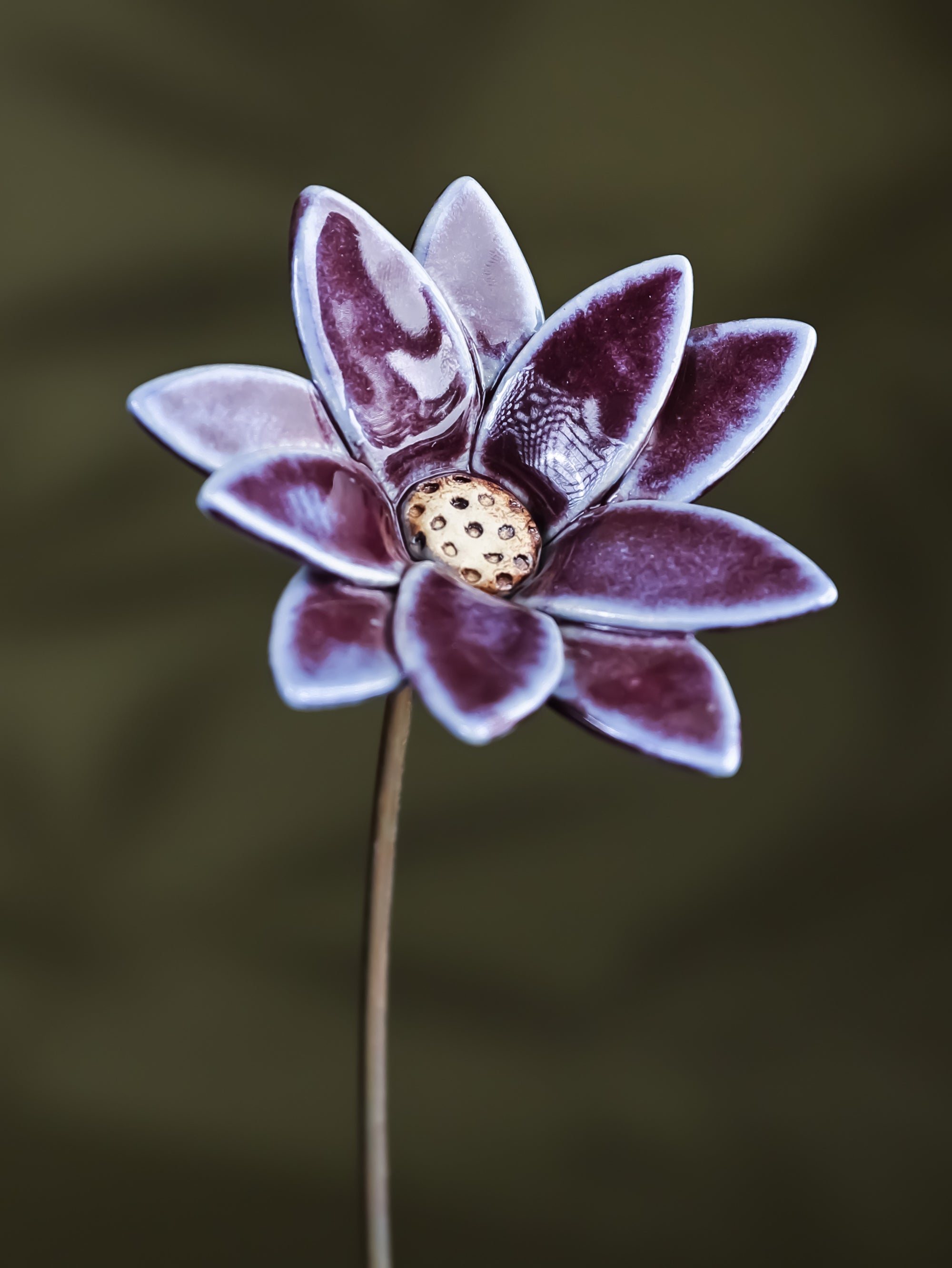 Edgy Daisy  - Single flower stem large