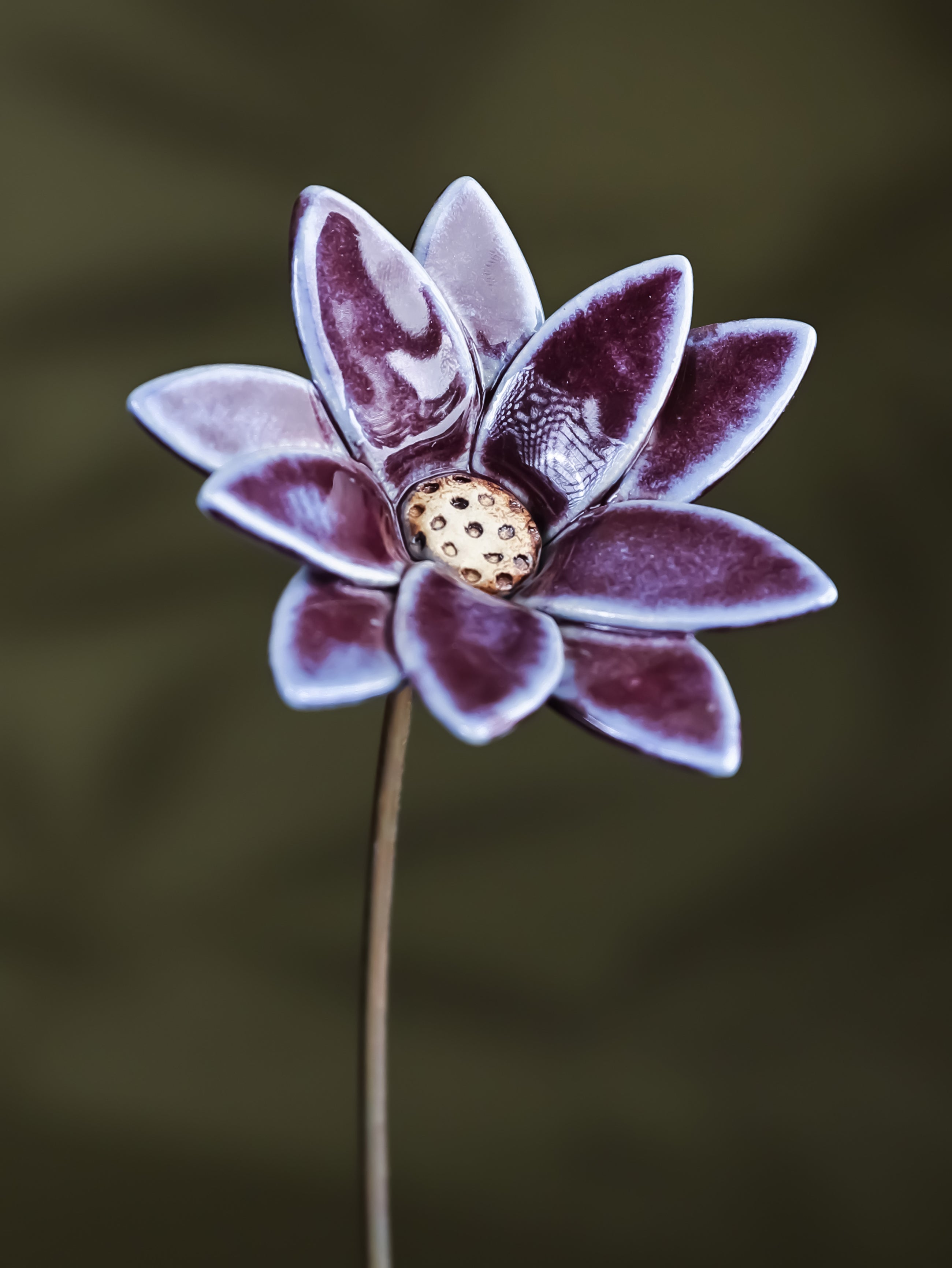 Edgy Daisy  - Single flower stem large
