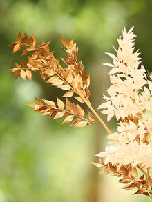 Ruscus-Golden