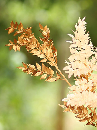 Ruscus-Golden