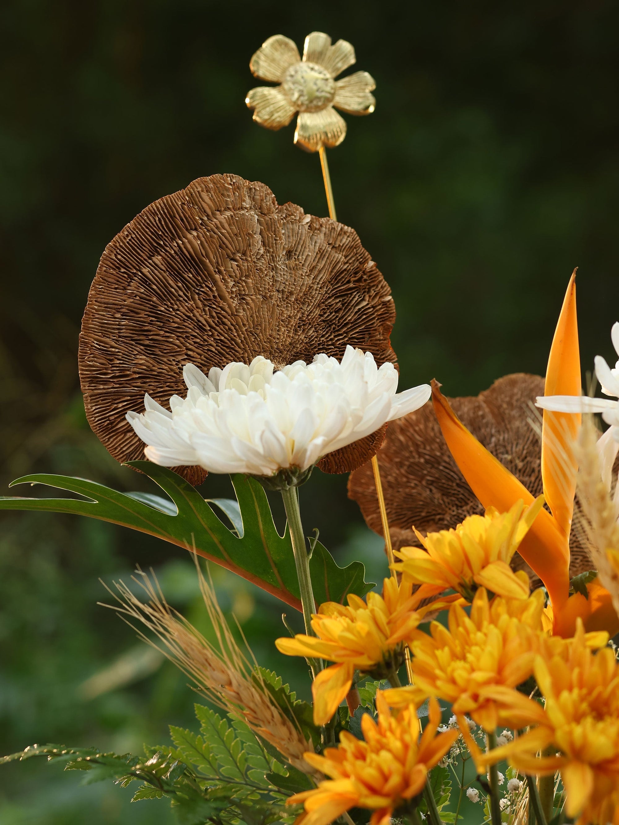 Red Sponge mushroom
