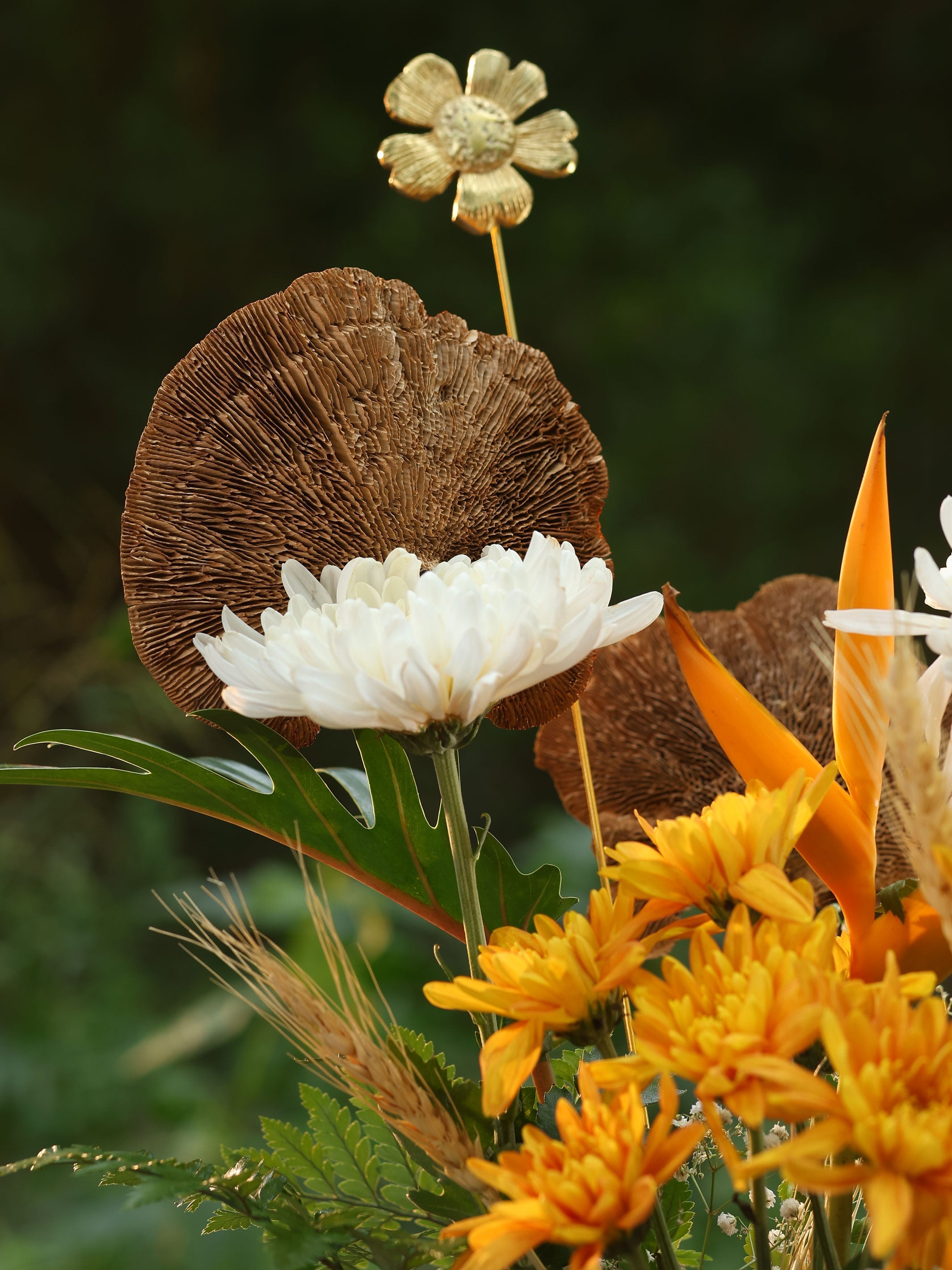 Red Sponge mushroom