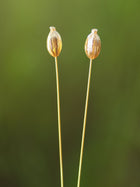 Golden Spice Metal Sticks
