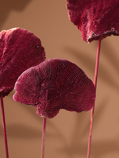 Red Sponge mushroom