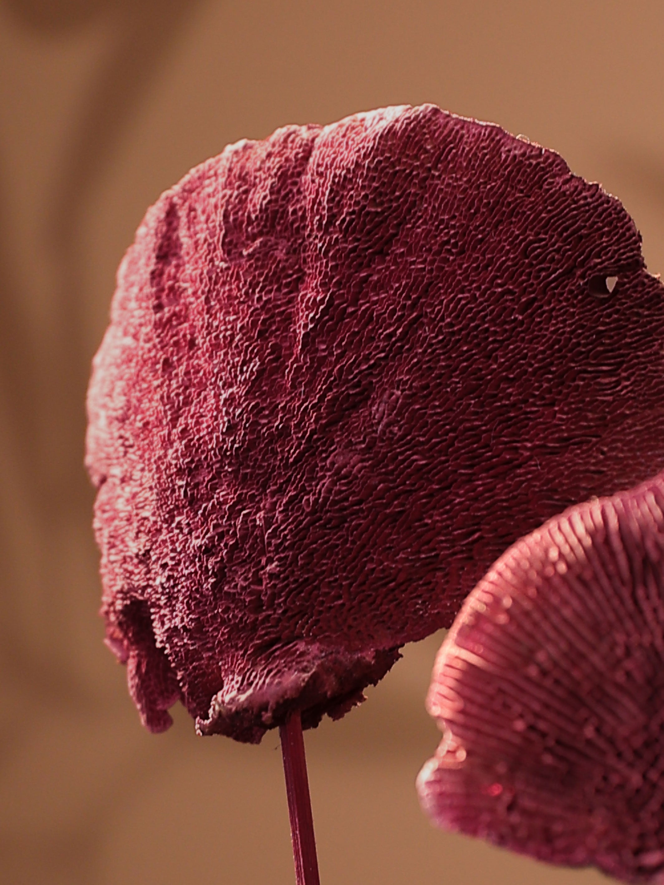 Red Sponge mushroom