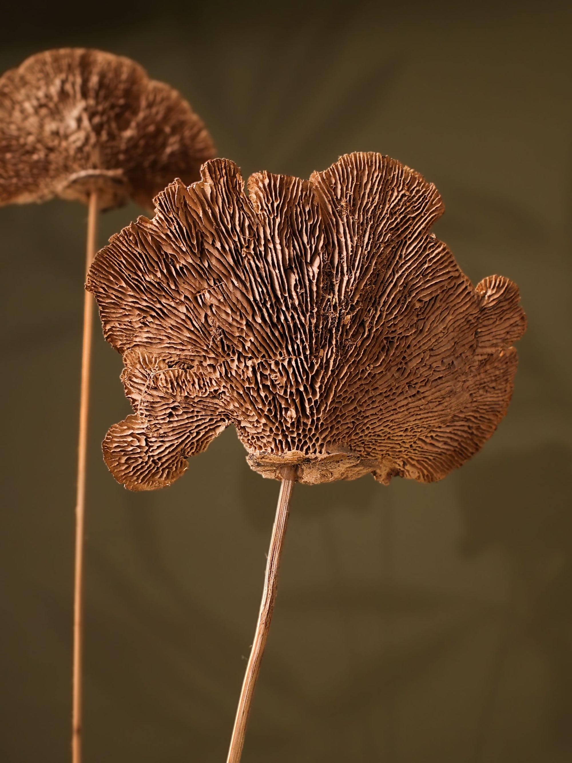 Natural Sponge mushroom