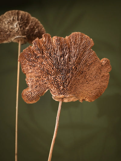 Natural Sponge mushroom