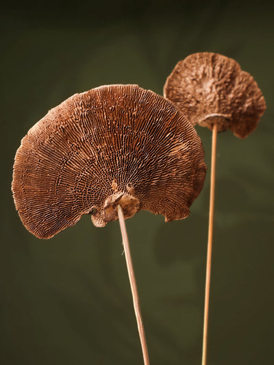 Natural Sponge mushroom