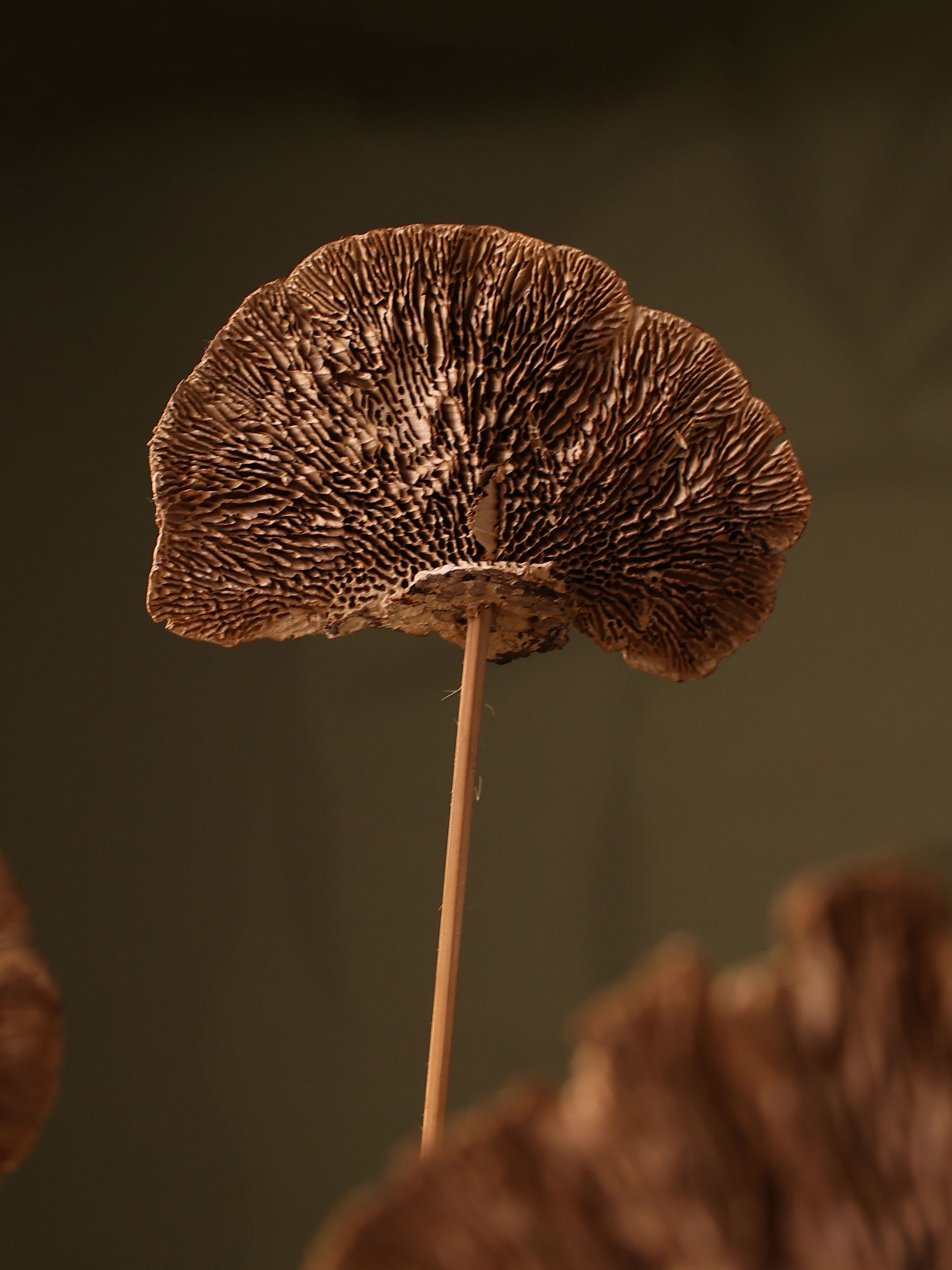 Natural Sponge mushroom