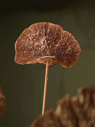 Natural Sponge mushroom