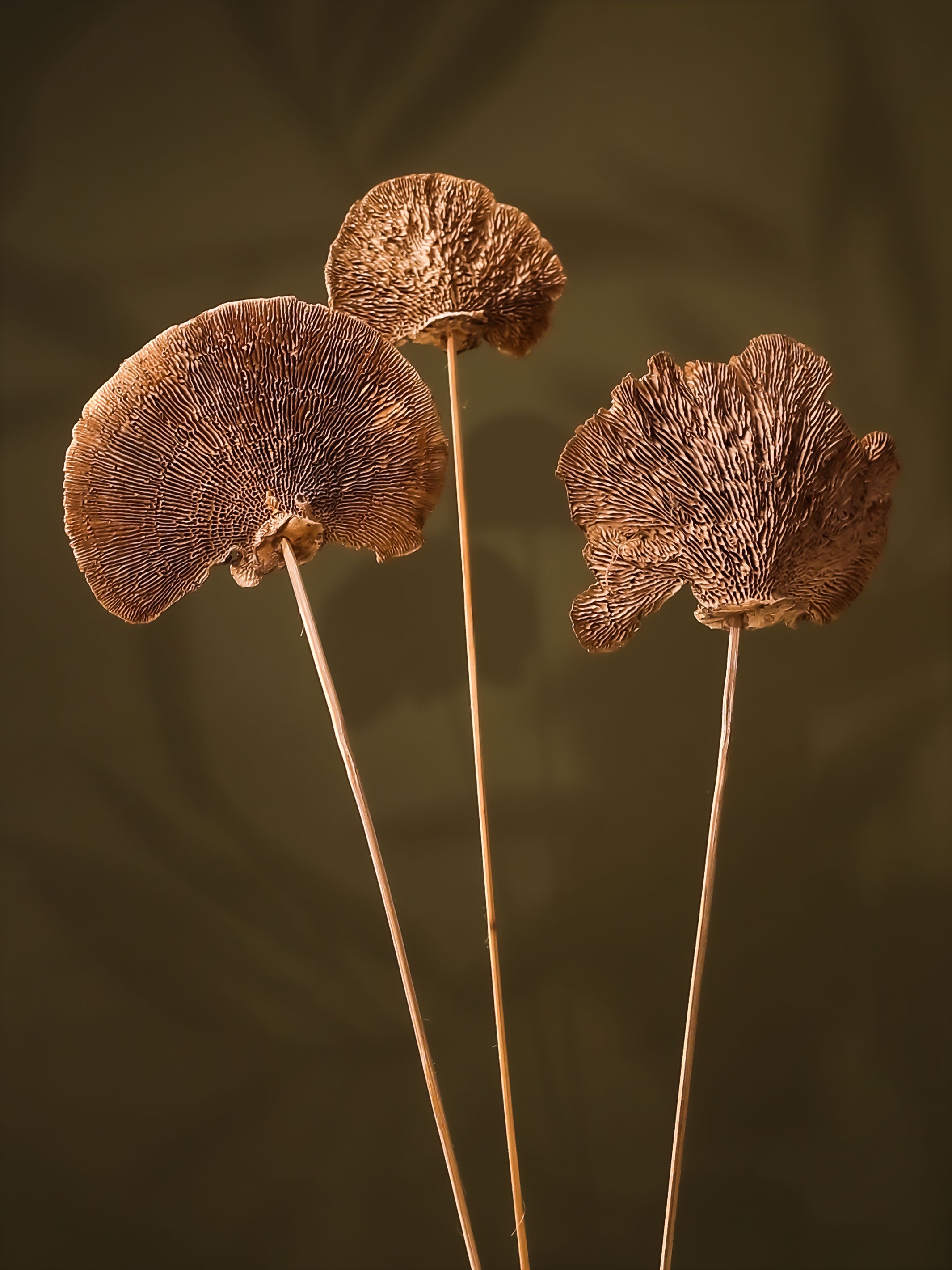 Natural Sponge mushroom