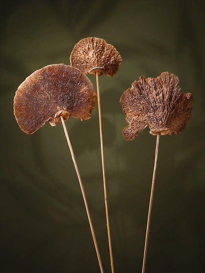 Natural Sponge mushroom