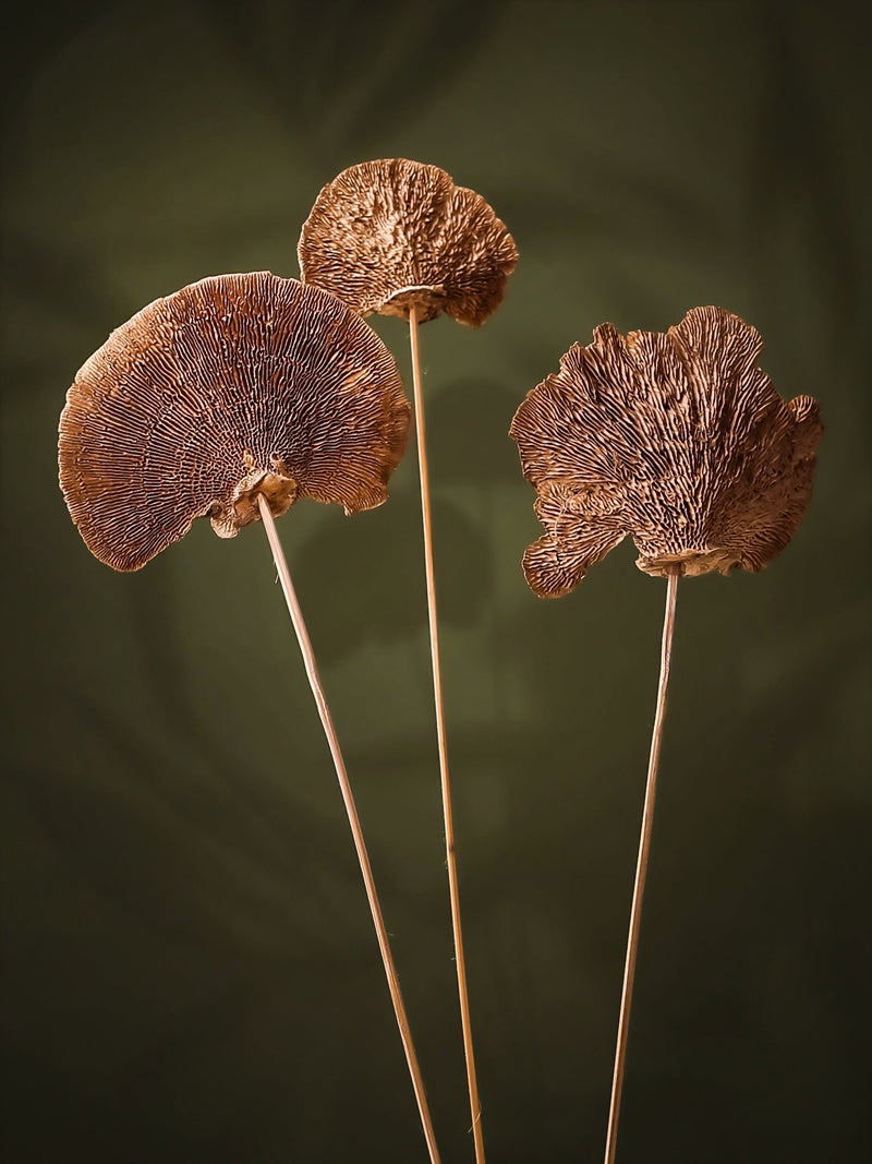 Natural Sponge mushroom