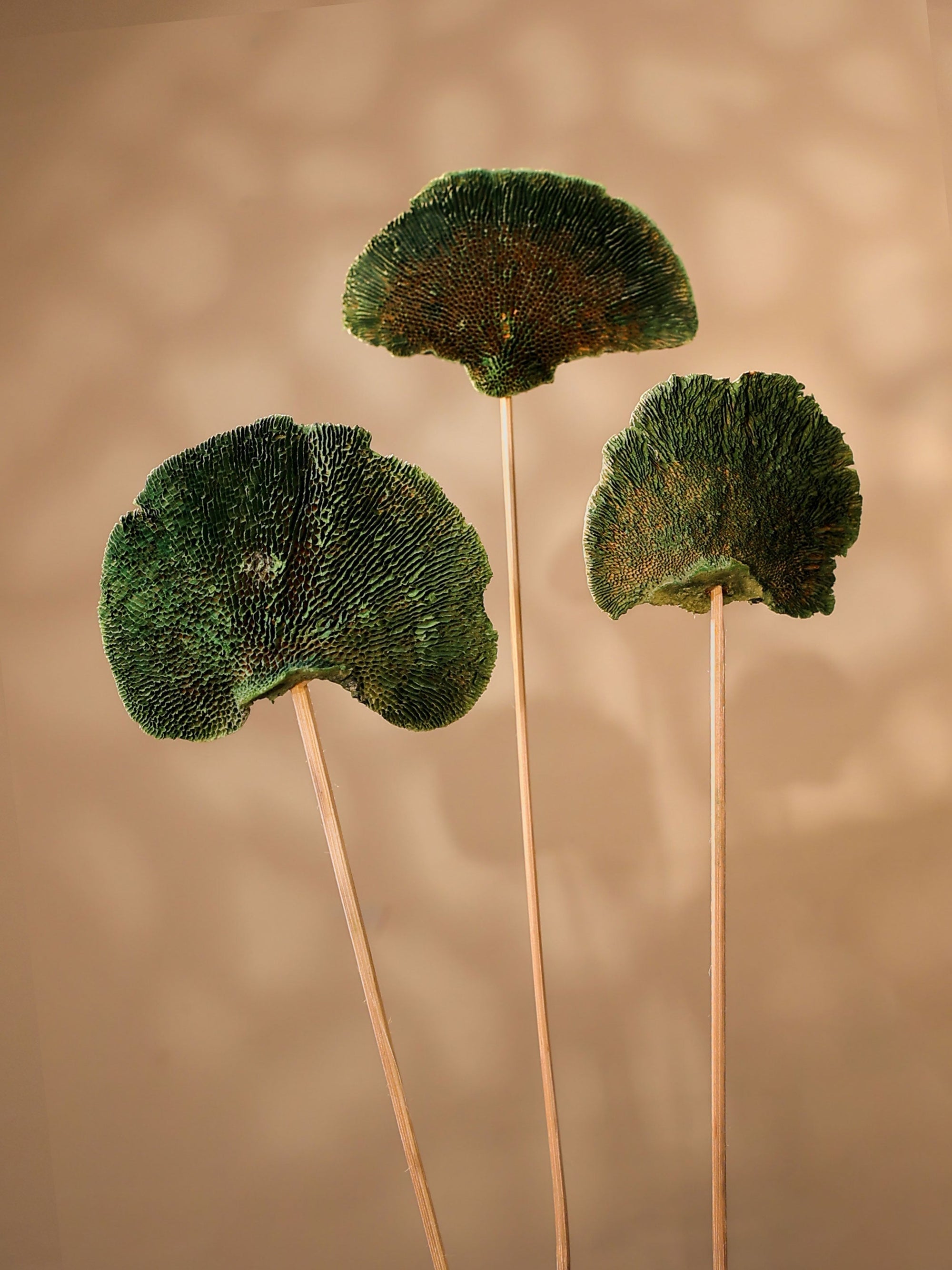 Green Sponge Mushroom