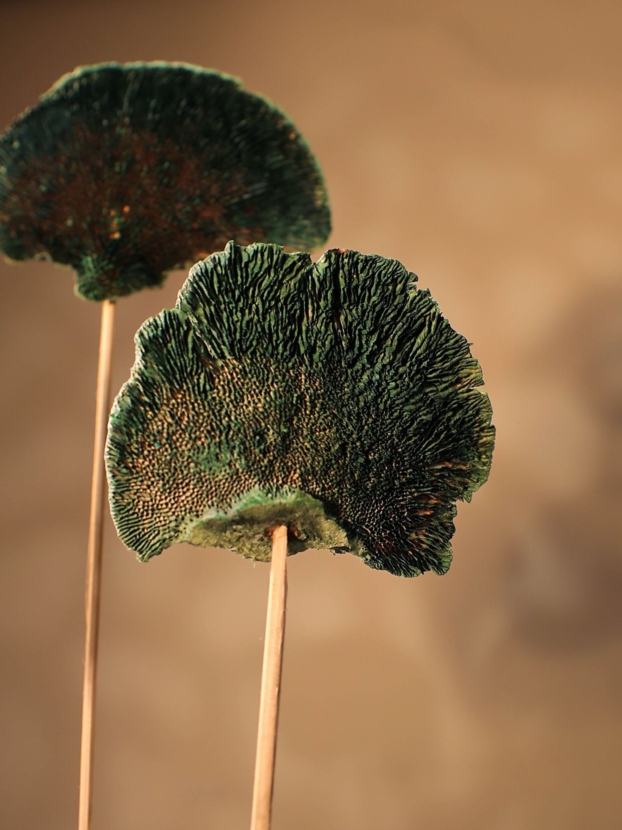 Green Sponge Mushroom