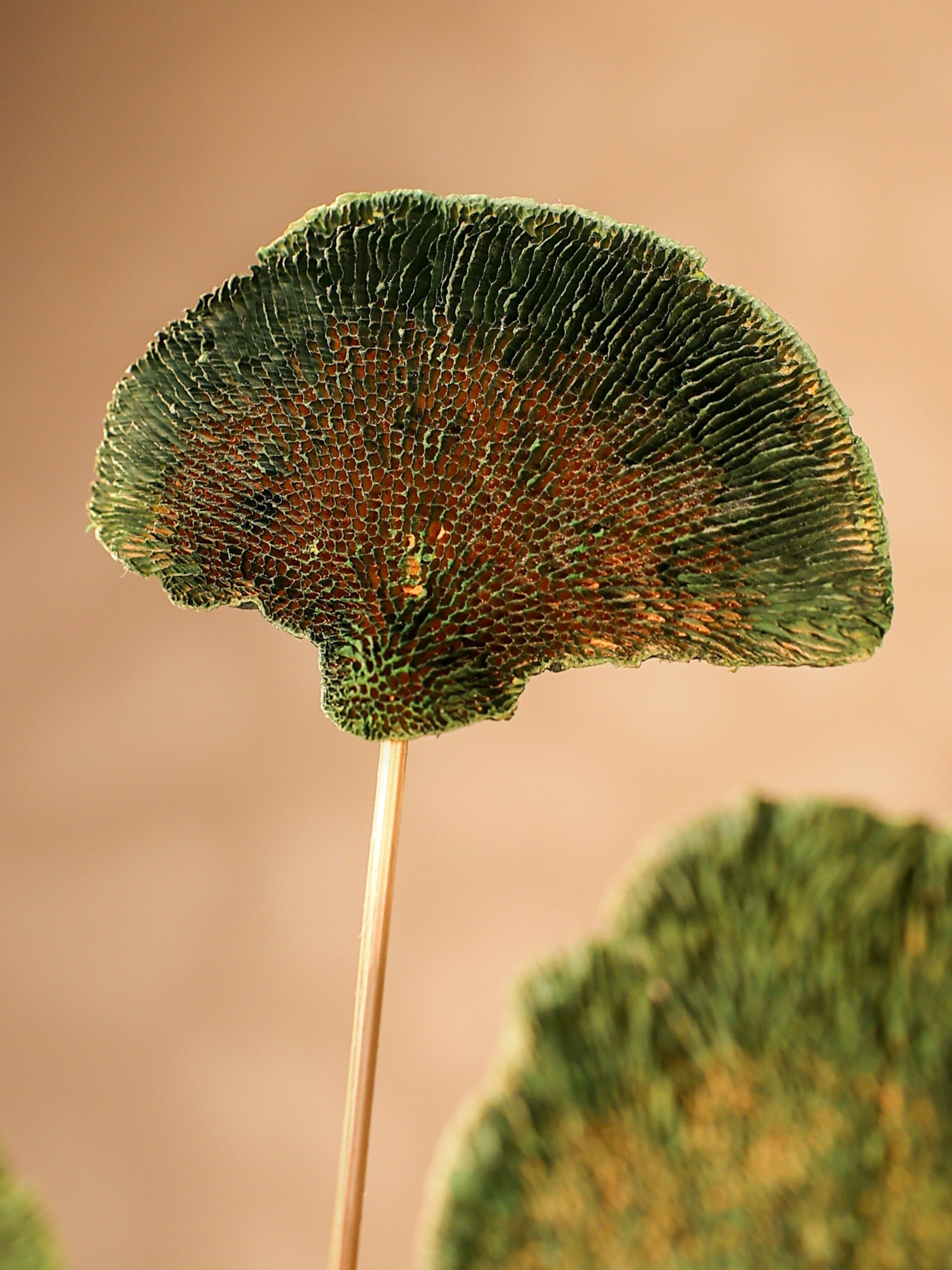 Green Sponge Mushroom