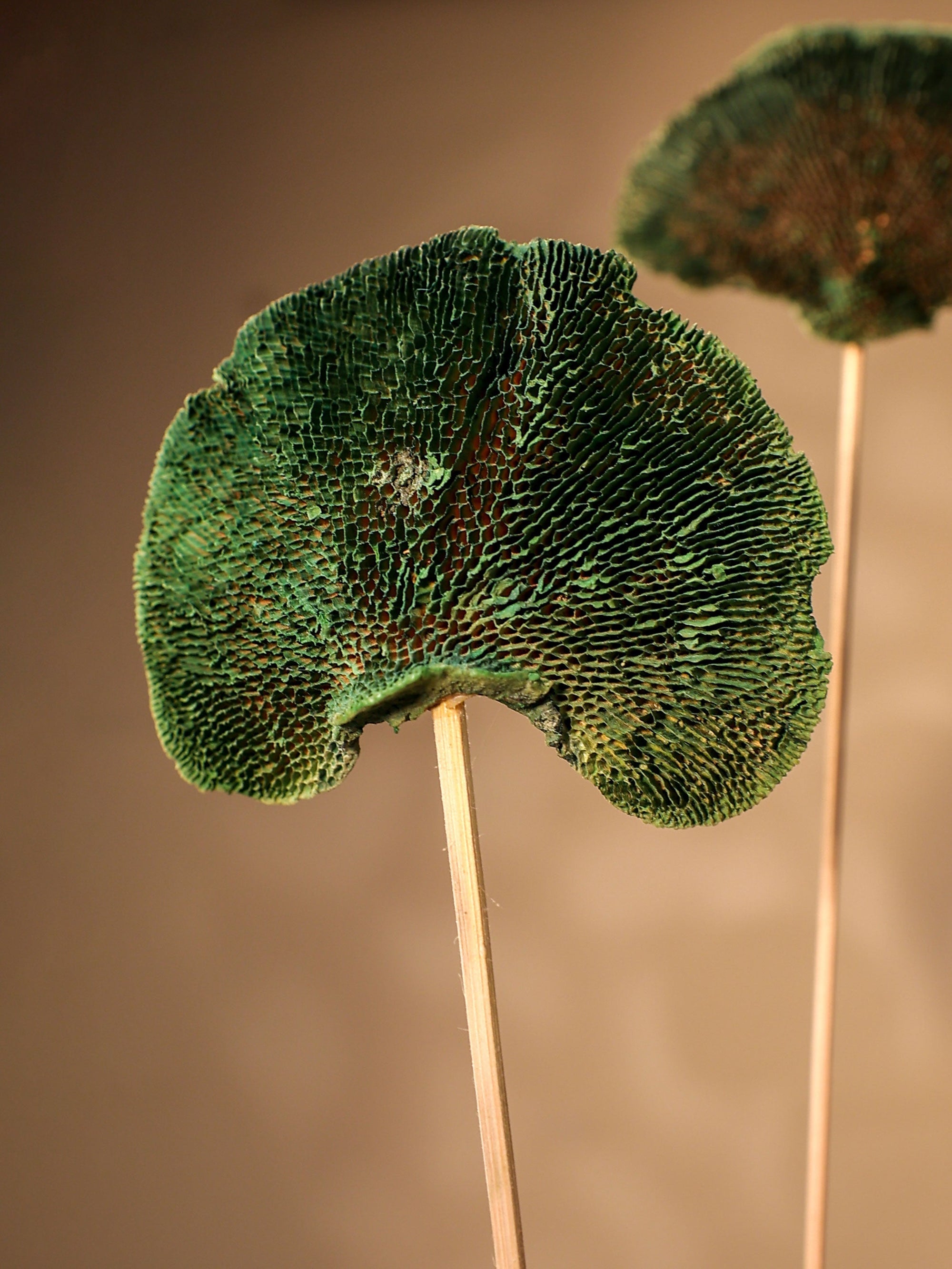 Green Sponge Mushroom