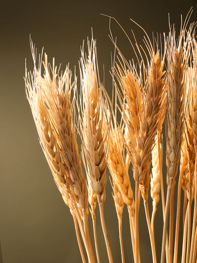 Wheat grass-set of 30 stems