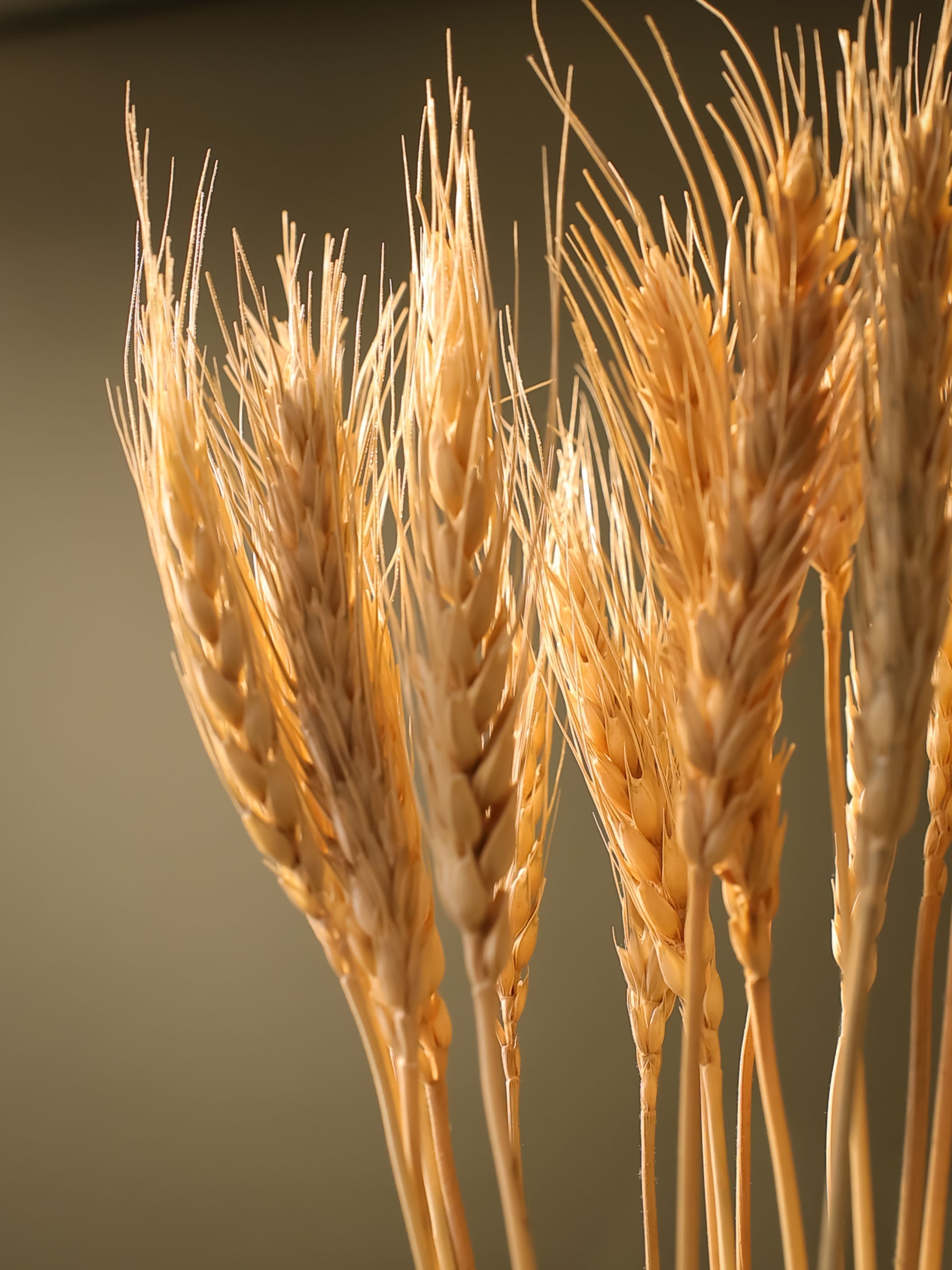 Wheat grass-set of 30 stems
