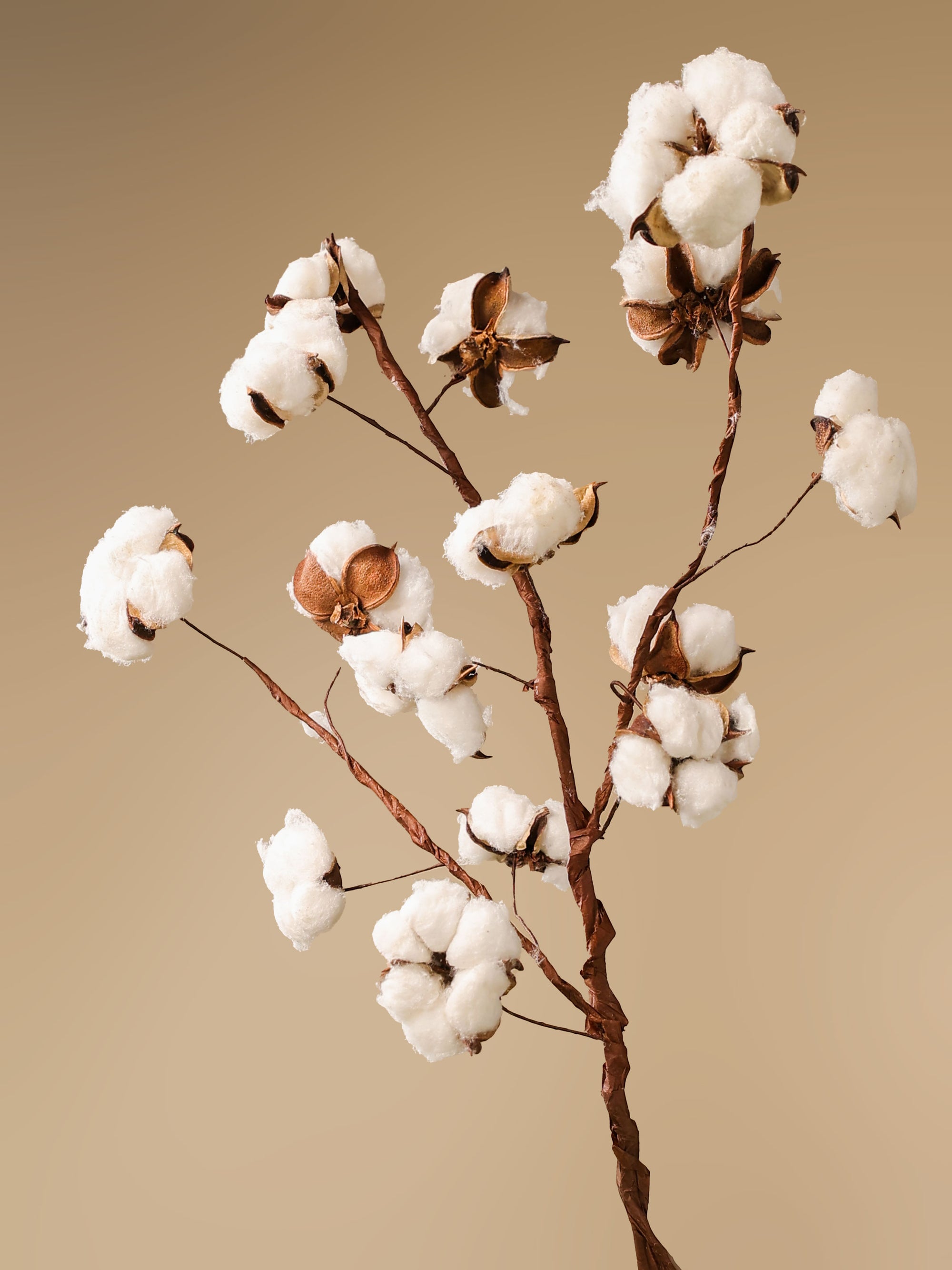 Cotton bloom stems
