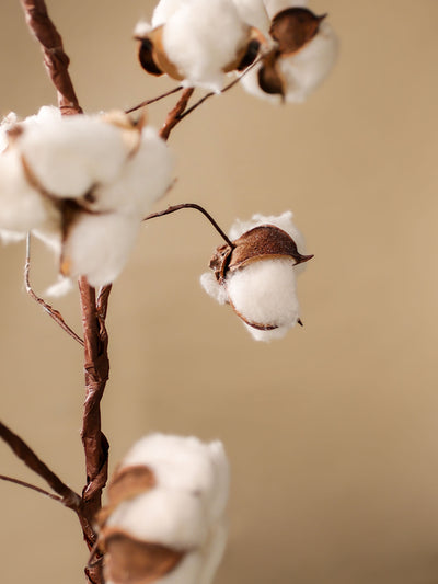 Cotton bloom stems
