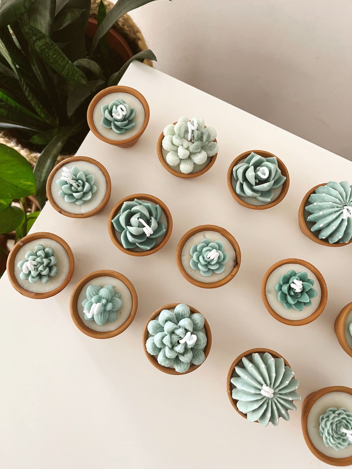 Terracotta Succulent Candle Assorted