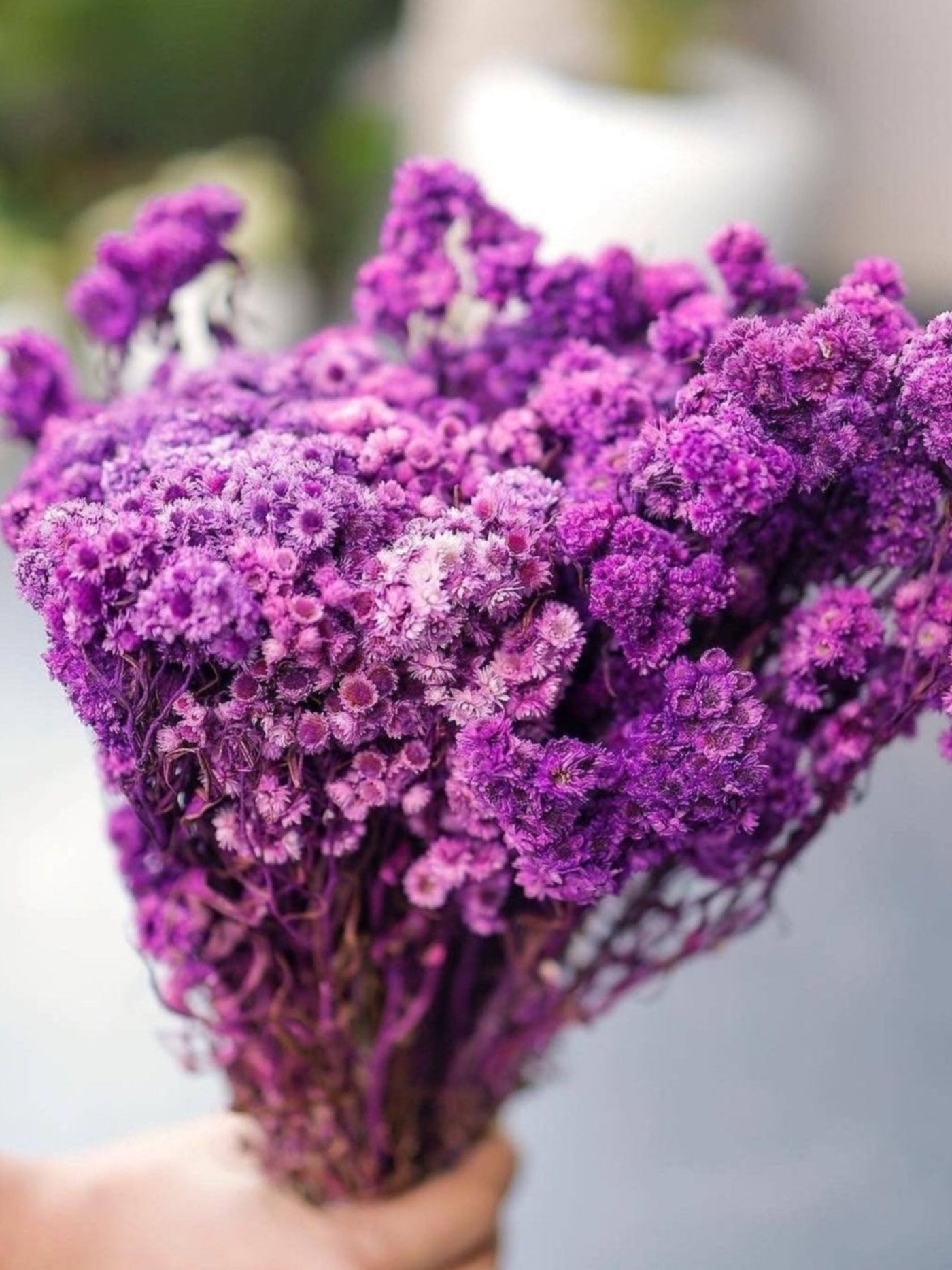 Purple daisies bunch