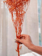 Orange baby breaths